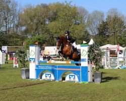 jumper Tjerro (KWPN (Royal Dutch Sporthorse), 2000, from Voltaire)