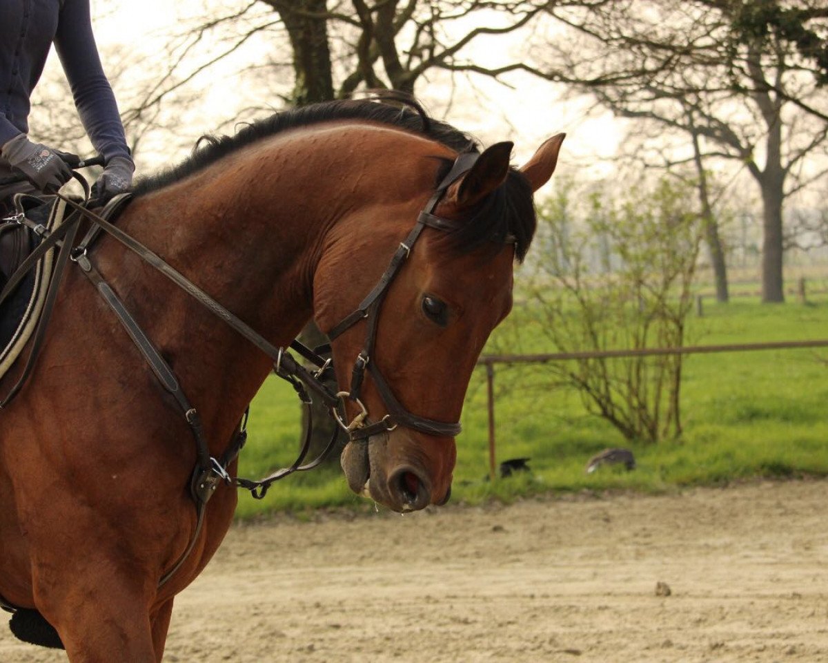 dressage horse Walentino WT (Haflinger, 2013, from Wörthersee)