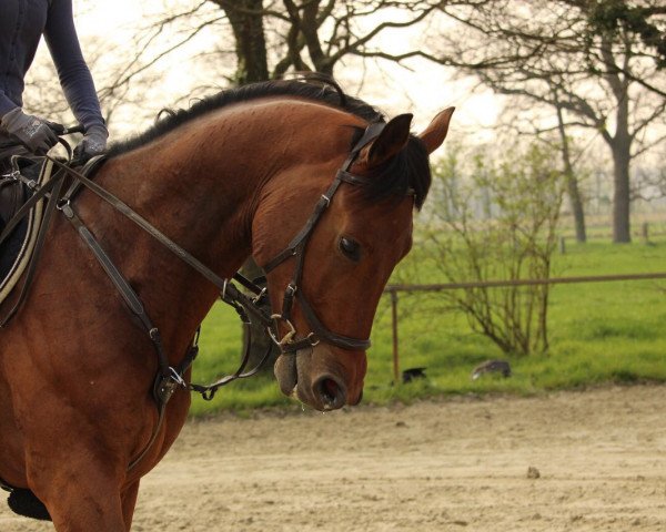 dressage horse Walentino WT (Haflinger, 2013, from Wörthersee)