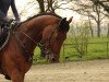 dressage horse Walentino WT (Haflinger, 2013, from Wörthersee)