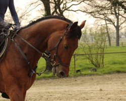 Dressurpferd Walentino WT (Haflinger, 2013, von Wörthersee)