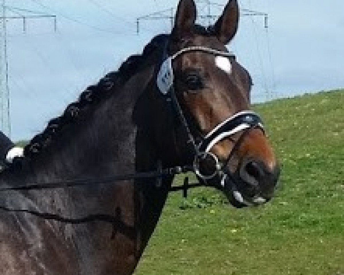 Dressurpferd Sir Vivor (Westfale, 2011, von Sir Donnerhall I)