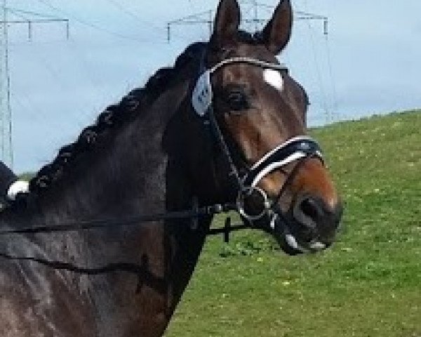 dressage horse Sir Vivor (Westphalian, 2011, from Sir Donnerhall I)