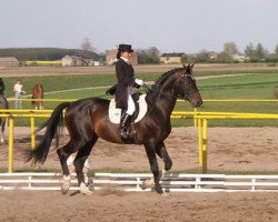 stallion Karbit (Polish Warmblood, 2000, from Rubin)