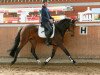 dressage horse Farina 1043 (Westphalian, 2012, from Franziskus FRH)