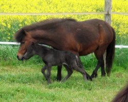 broodmare Isarons Jilly Rock's Girl (Dt.Part-bred Shetland pony, 2017, from Isarons Rock'n Roll)