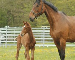 broodmare Lappadudel (Hanoverian, 1997, from Laptop)