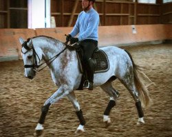 dressage horse Snow 25 (Oldenburg, 2009, from Swarovski)