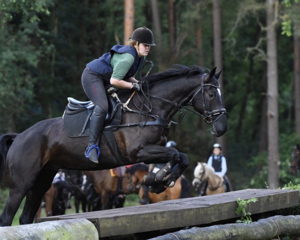 Dressurpferd Vom Feinsten (Trakehner, 2009, von Insterburg TSF)