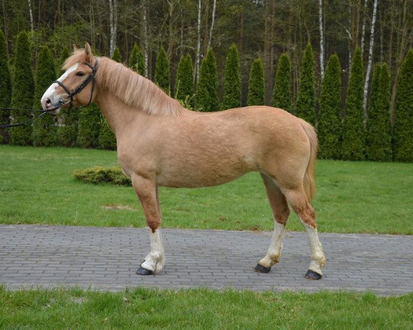 Pferd Bite (Polnisches Pony, 2013)