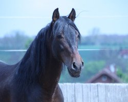 Pferd Capitan XCIX (Pura Raza Espanola (PRE), 2005)