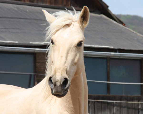 broodmare La Maja (Andalusians/horse of pure Spanish race, 2011)