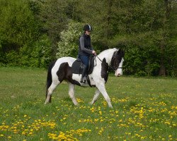 Pferd Olena (Polnisches Warmblut, 2013)