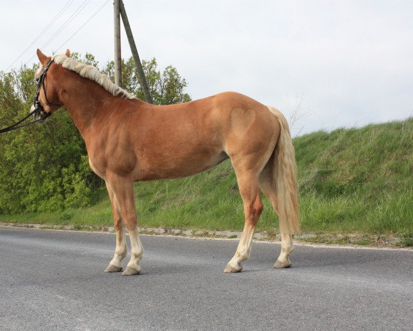 Zuchtstute Gerda (6,25% ox) (Edelbluthaflinger, 2010, von Aquarell)