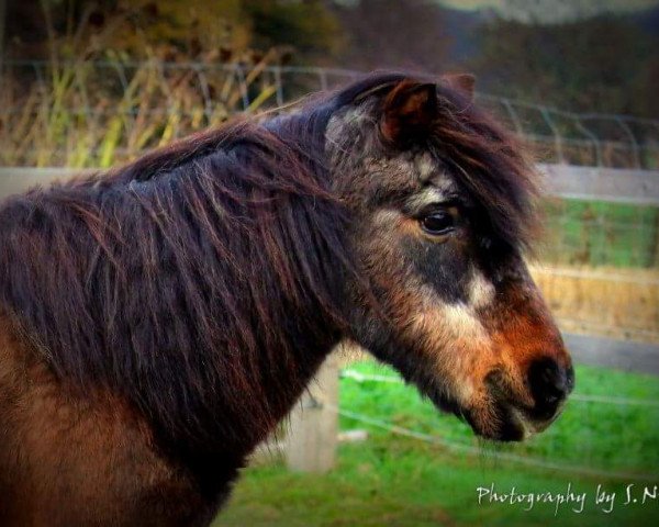 horse Mona (unknown, 1985)