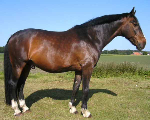 horse Delegat 2 (CIS Warmblood, 1995, from Devejs)