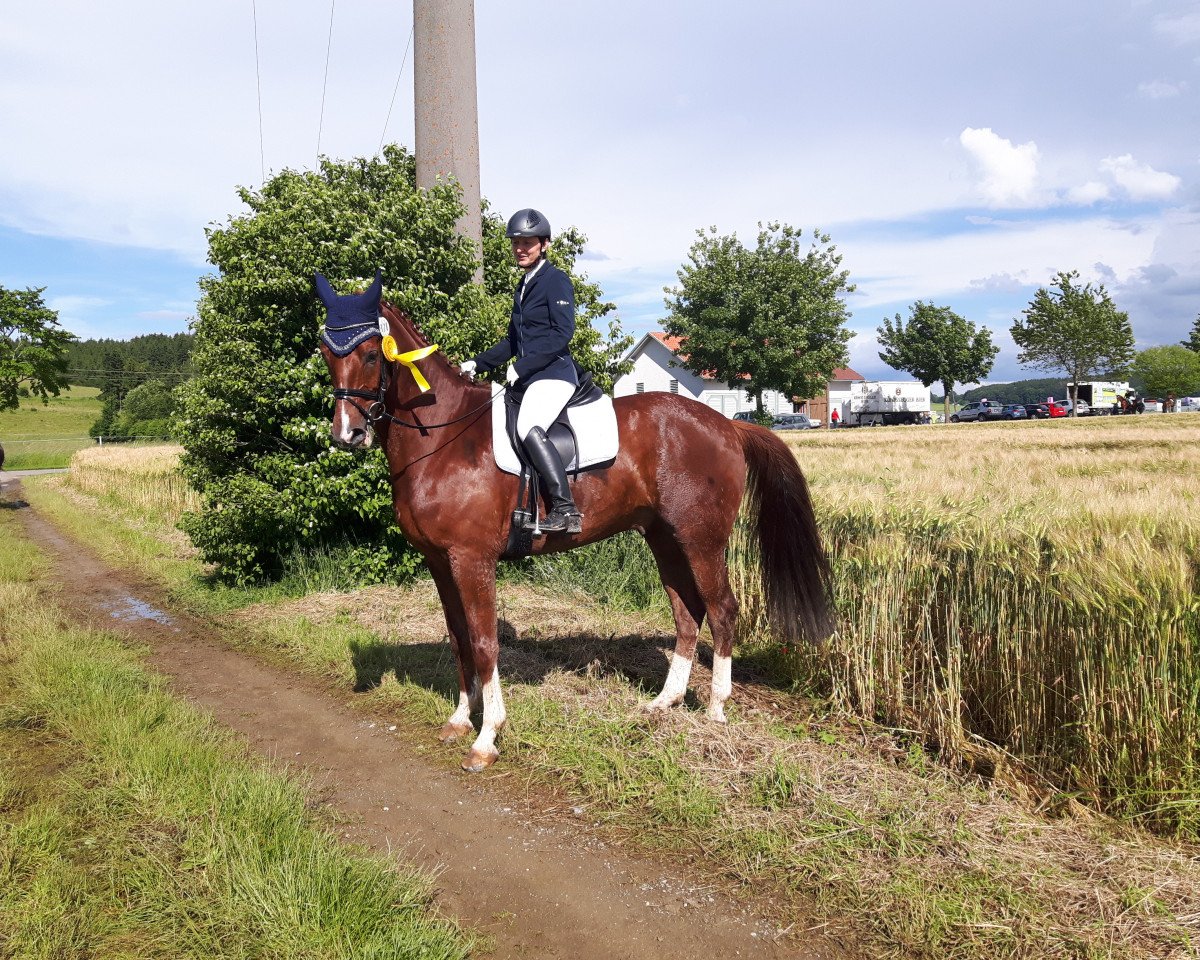 Dressurpferd Frascati R (Württemberger, 2008, von French Kiss)