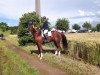 dressage horse Frascati R (Württemberger, 2008, from French Kiss)