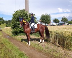 dressage horse Frascati R (Württemberger, 2008, from French Kiss)