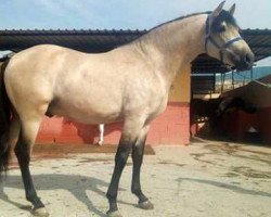 stallion SULTAN 2012 (Pura Raza Espanola (PRE), 2012)