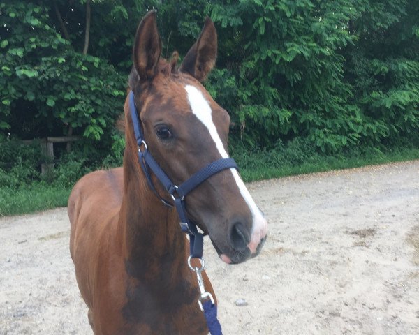 dressage horse Bellino A (Hanoverian, 2016, from Belissimo NRW)