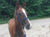 dressage horse Bellino A (Hanoverian, 2016, from Belissimo NRW)