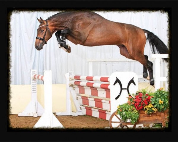 jumper Label Rouge (Hanoverian, 2011, from Lord Pezi)