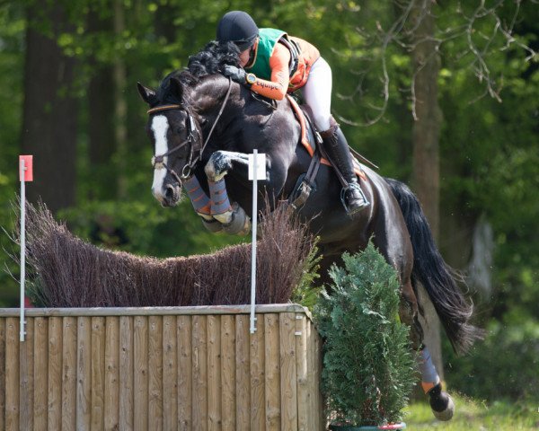 Springpferd Vom Feinsten (Hannoveraner, 2009, von Valentino)