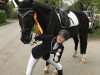 dressage horse Don Marengo (Oldenburg, 2002, from Depardieu 11)