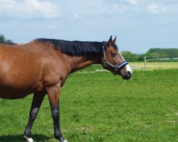 broodmare Renja B. (Hanoverian, 1996, from Ritual)