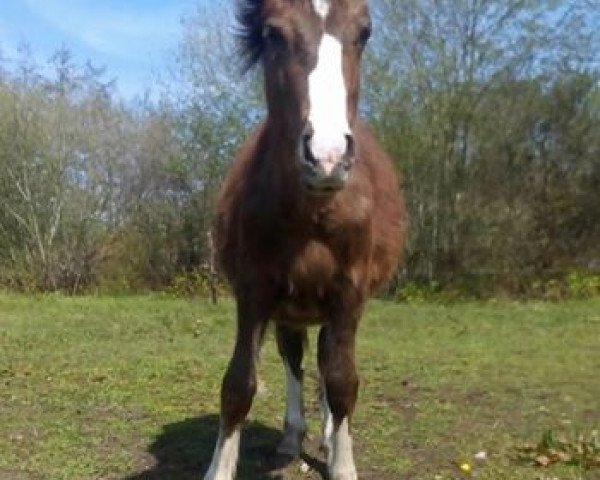 Zuchtstute Cefn Karys (Welsh-Cob (Sek. C), 2016, von Cefn Reuben)