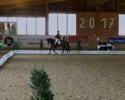 dressage horse Winchester 159 (Hanoverian, 2004, from Weltmeyer)