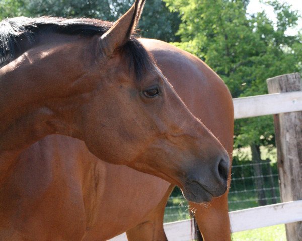 broodmare Chicca (Hanoverian, 2003, from Conteur)