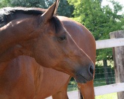 broodmare Chicca (Hanoverian, 2003, from Conteur)