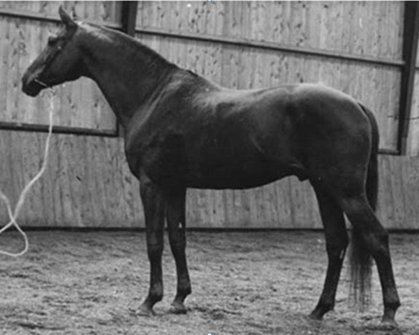 stallion Fenék (Arab half breed / Partbred, 1960, from 3225 Fenék VI-5)