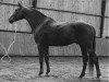 stallion Fenék (Arab half breed / Partbred, 1960, from 3225 Fenék VI-5)