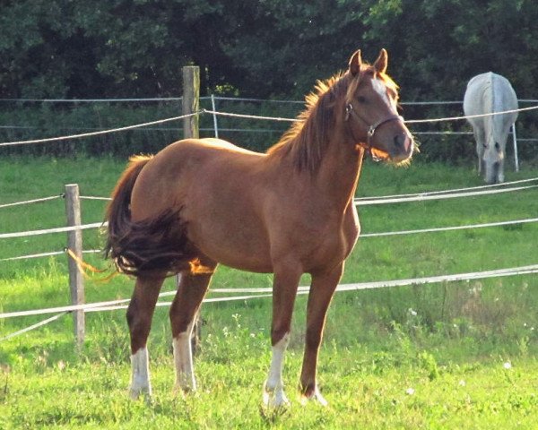 Pferd Hella vom Gröndu (Freiberger, 2009, von Hallali)