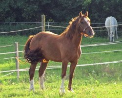 horse Hella vom Gröndu (Freiberger, 2009, from Hallali)