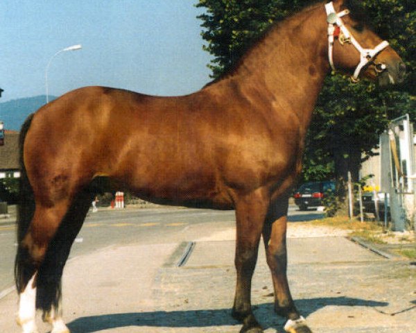 Pferd Hendrix (Freiberger, 1992, von Hulax)