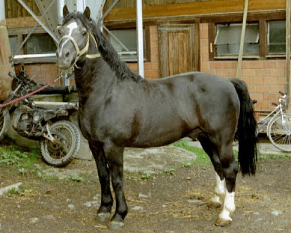 stallion Eiger (Freiberger, 1986, from Enjoleur)