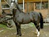 stallion Eiger (Freiberger, 1986, from Enjoleur)