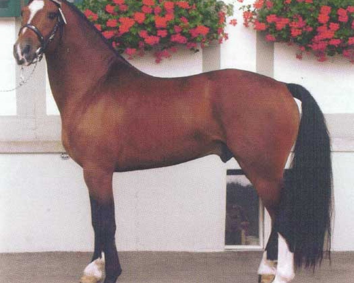 Deckhengst Hallali (Freiberger, 2001, von Hendrix)