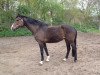 broodmare Contesse (Oldenburg, 2003, from Con Capitol)