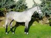 Springpferd Alcido P (Deutsches Sportpferd, 2004, von Al Cantino (ex: Romario))