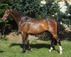 jumper Aaron P (German Sport Horse, 2008, from Asculep)