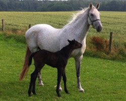 broodmare Madeira I (Holsteiner, 1997, from Corofino I)