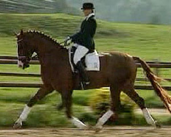 horse Ehrenstar (Hanoverian, 1997, from Ehrentusch)