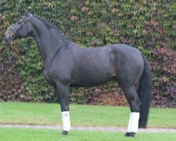 dressage horse Rubin Sexy (Oldenburg, 2007, from Rubin Cortes OLD)