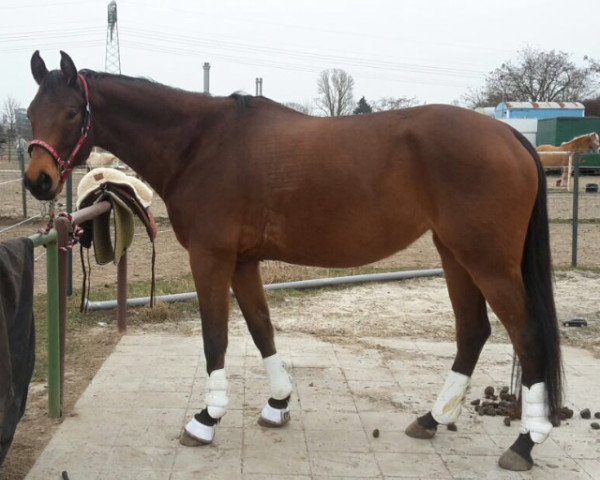 jumper Sweet Harmony (Trakehner, 2010, from Syriano)