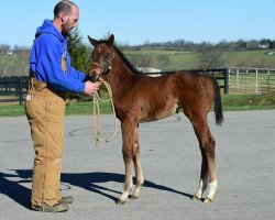 horse Stute von Paynter xx (Thoroughbred, 2017, from Paynter xx)